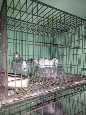 কবুতর