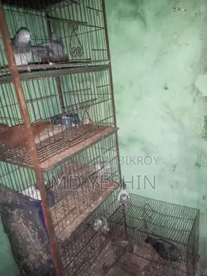 কবুতর
