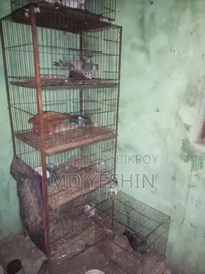 কবুতর