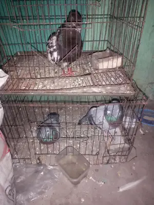 কবুতর