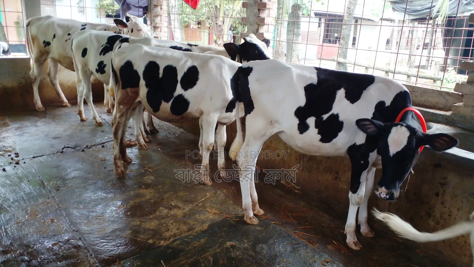 Buy 5 High-Quality Heifers with Confidence.