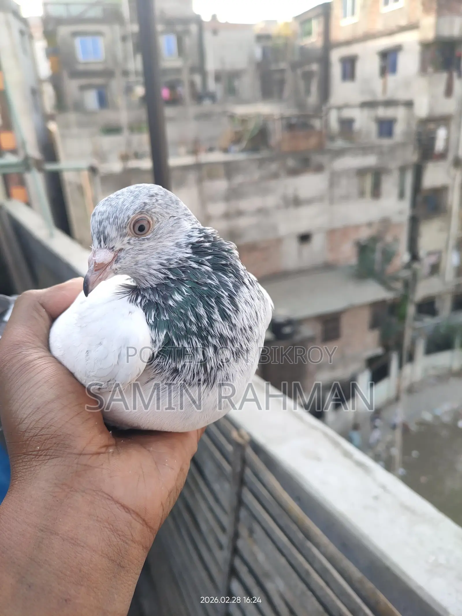 Green Neck Male Pigeon