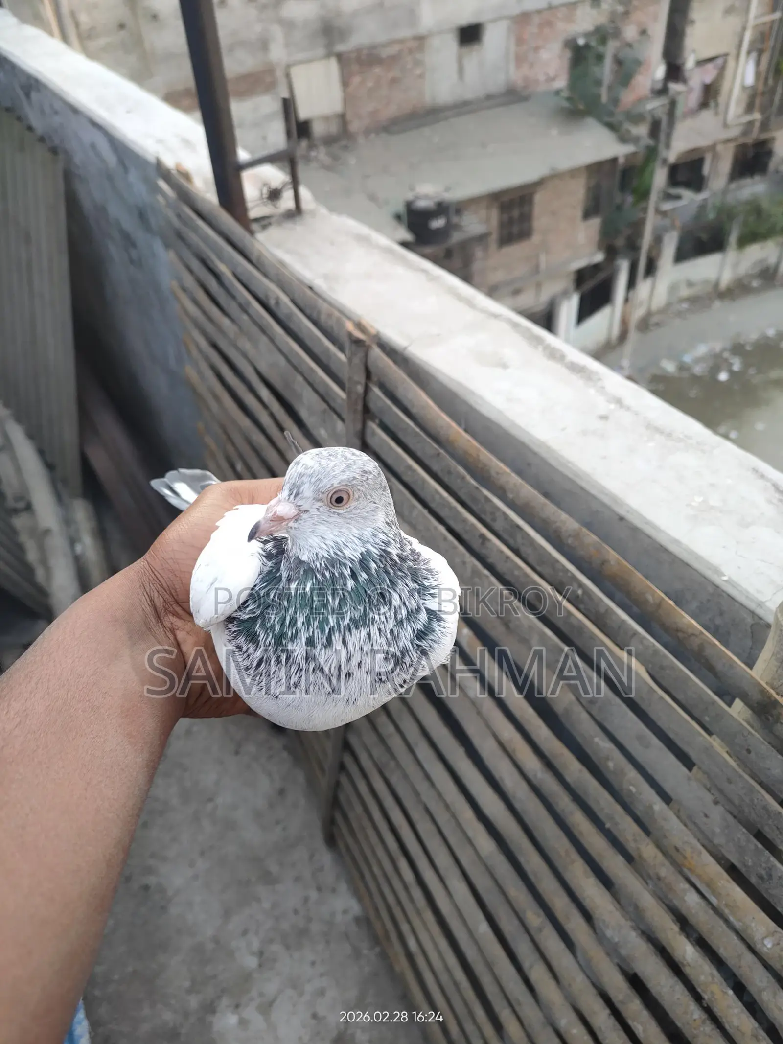 Green Neck Male Pigeon