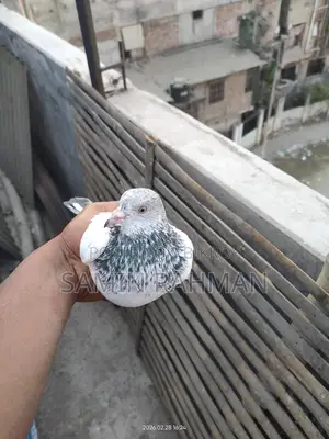 Green Neck Male Pigeon