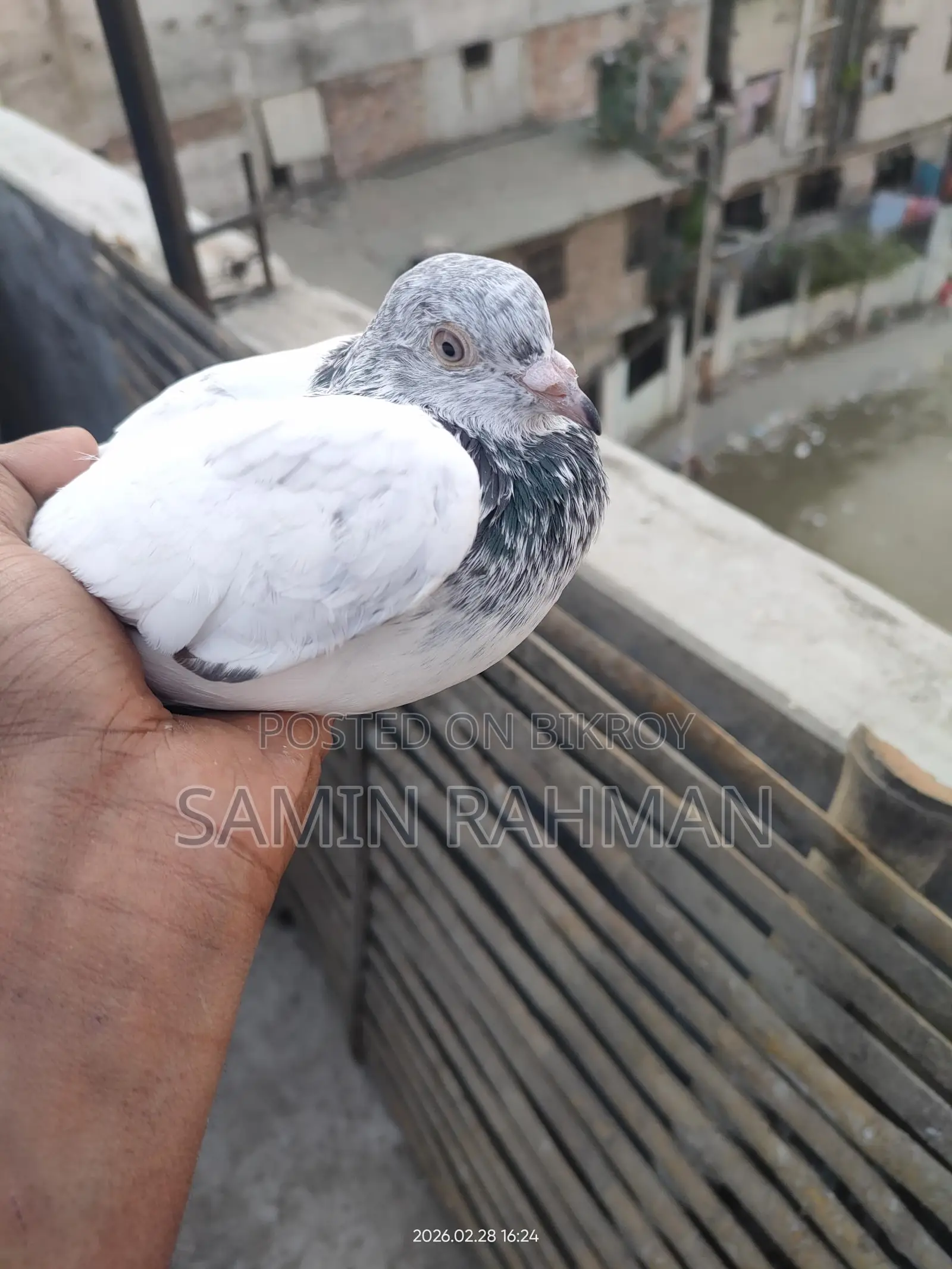 Green Neck Male Pigeon