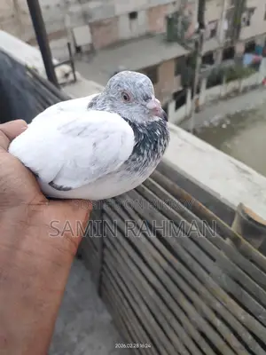 Green Neck Male Pigeon