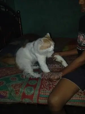Persian Cat