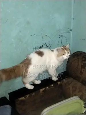 Persian Cat