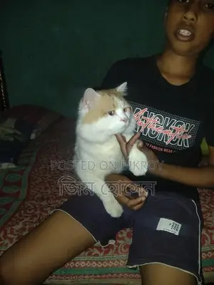 Persian Cat