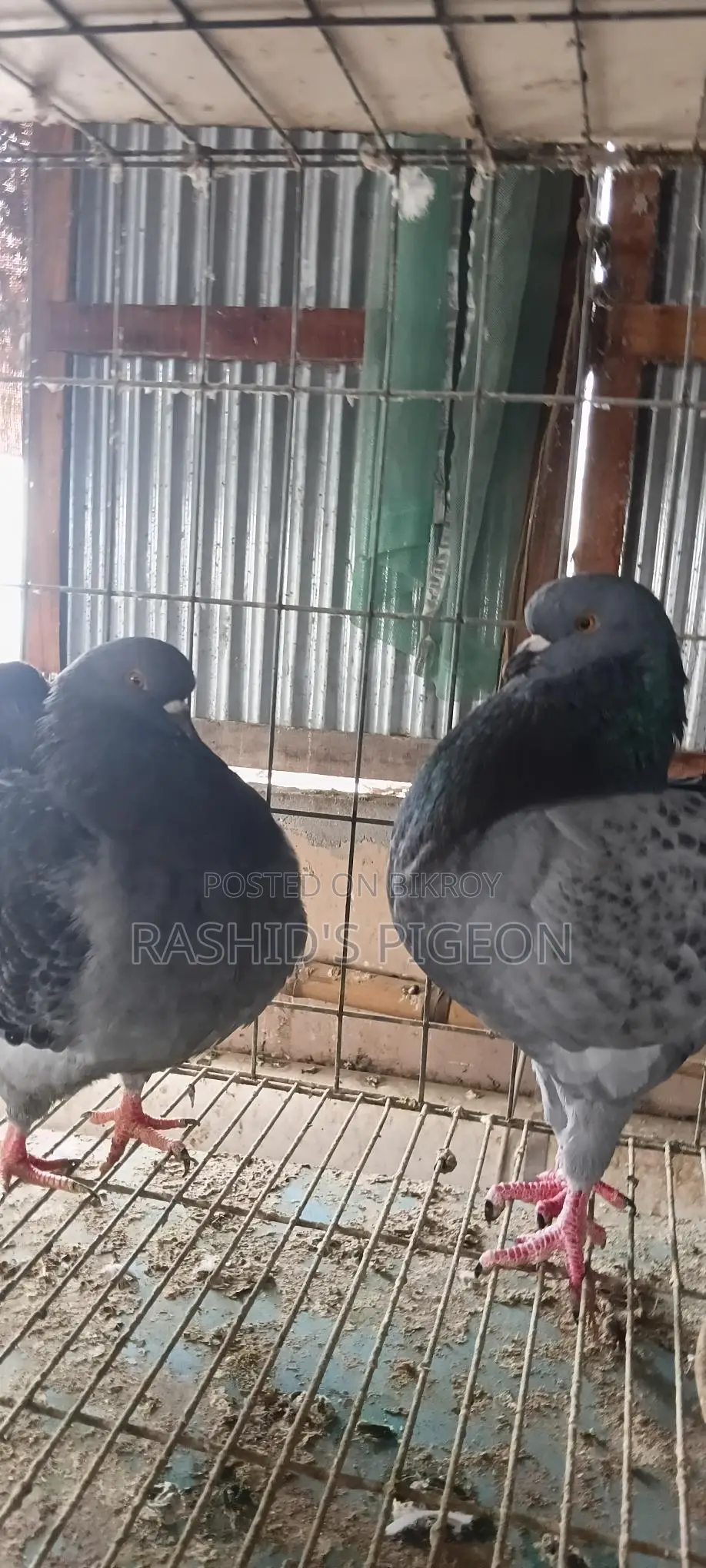 পায়রা বিক্রি