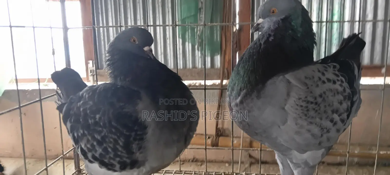 পায়রা বিক্রি