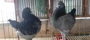 পায়রা বিক্রি