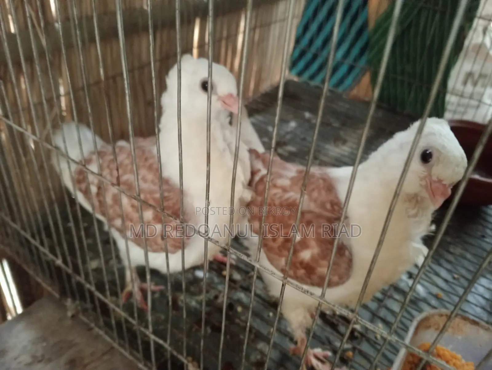 Satin Pigeon