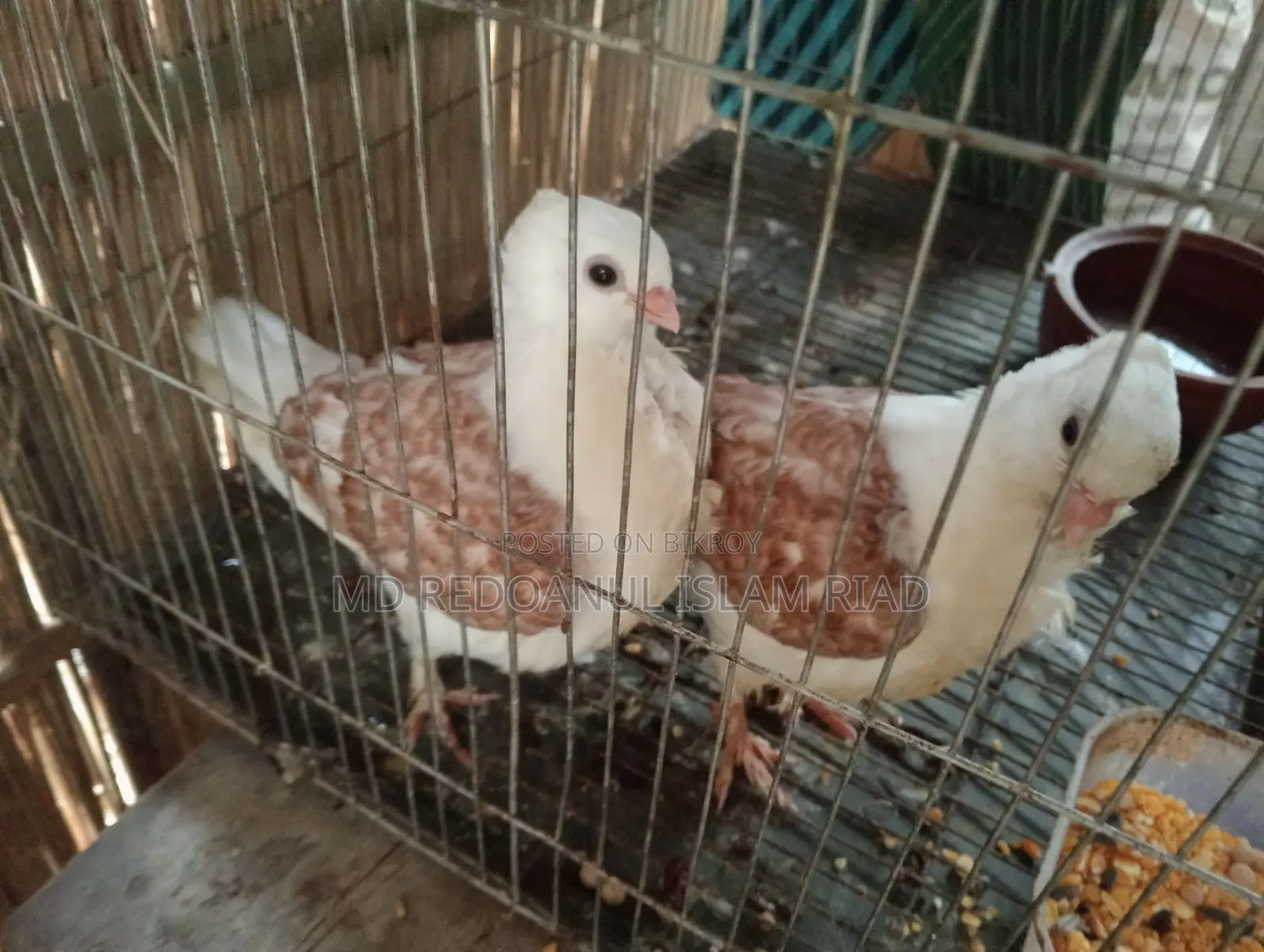 Satin Pigeon