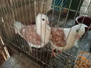 Satin Pigeon