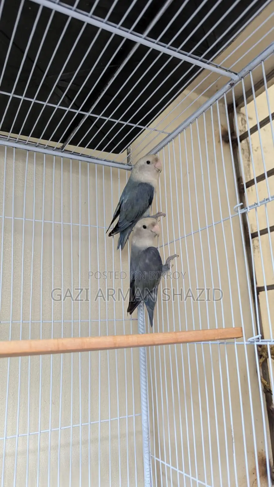 Beautiful Lovebird pair for sale