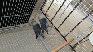 Beautiful Lovebird pair for sale