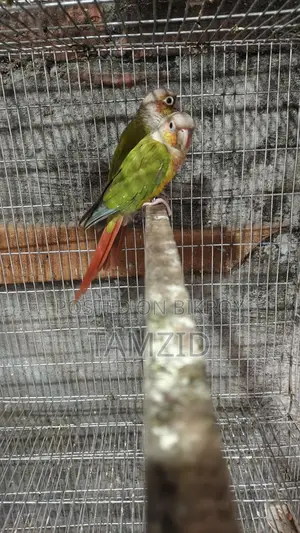 কনুর (Conure)