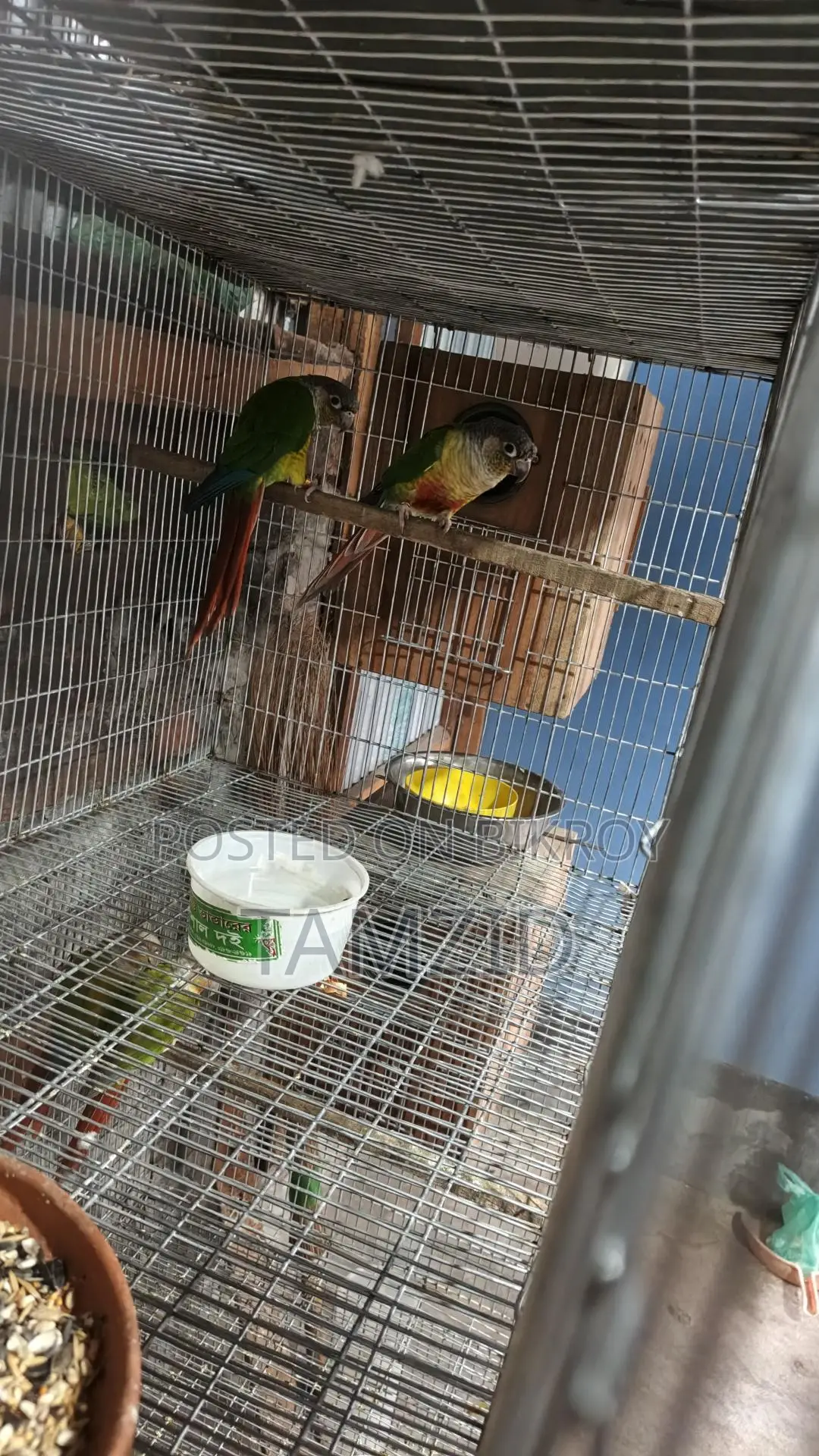 কনুর (Conure)