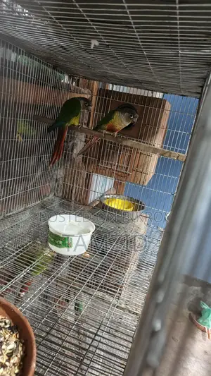 কনুর (Conure)