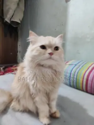 Pure Persian Breed Cat