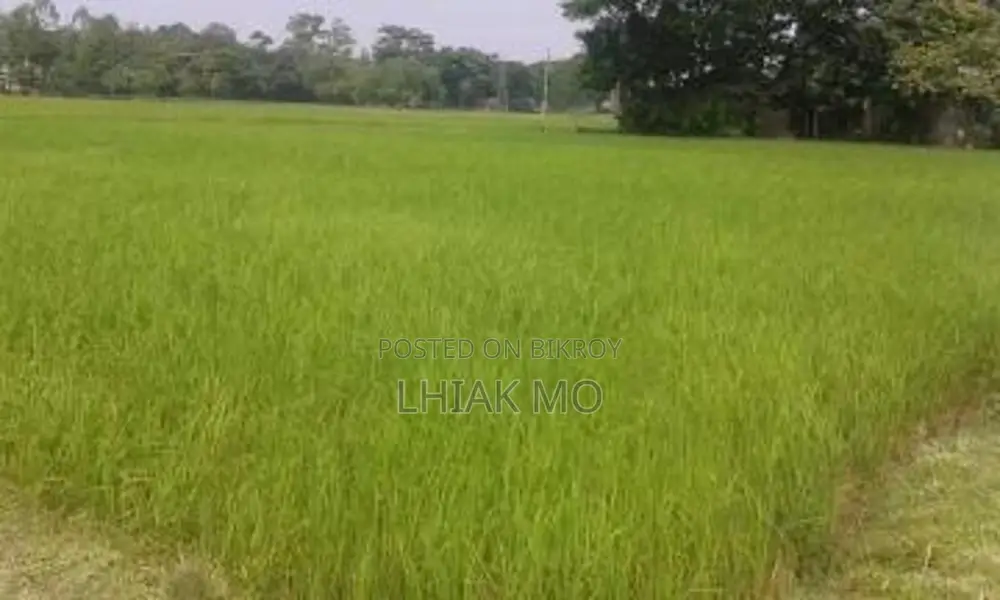 Bishwanath Bazaar Market/Uttor Mirorchar Lands