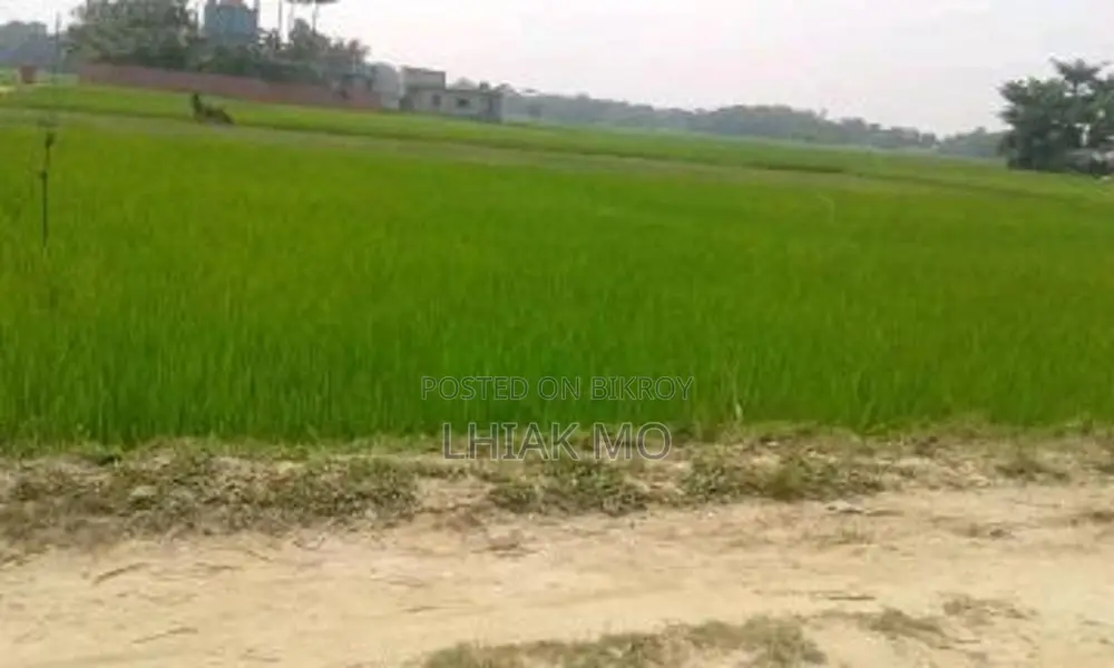 Bishwanath Bazaar Market/Uttor Mirorchar Lands