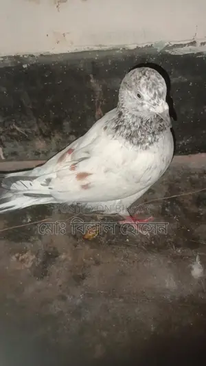 Smart Pigeon Lover