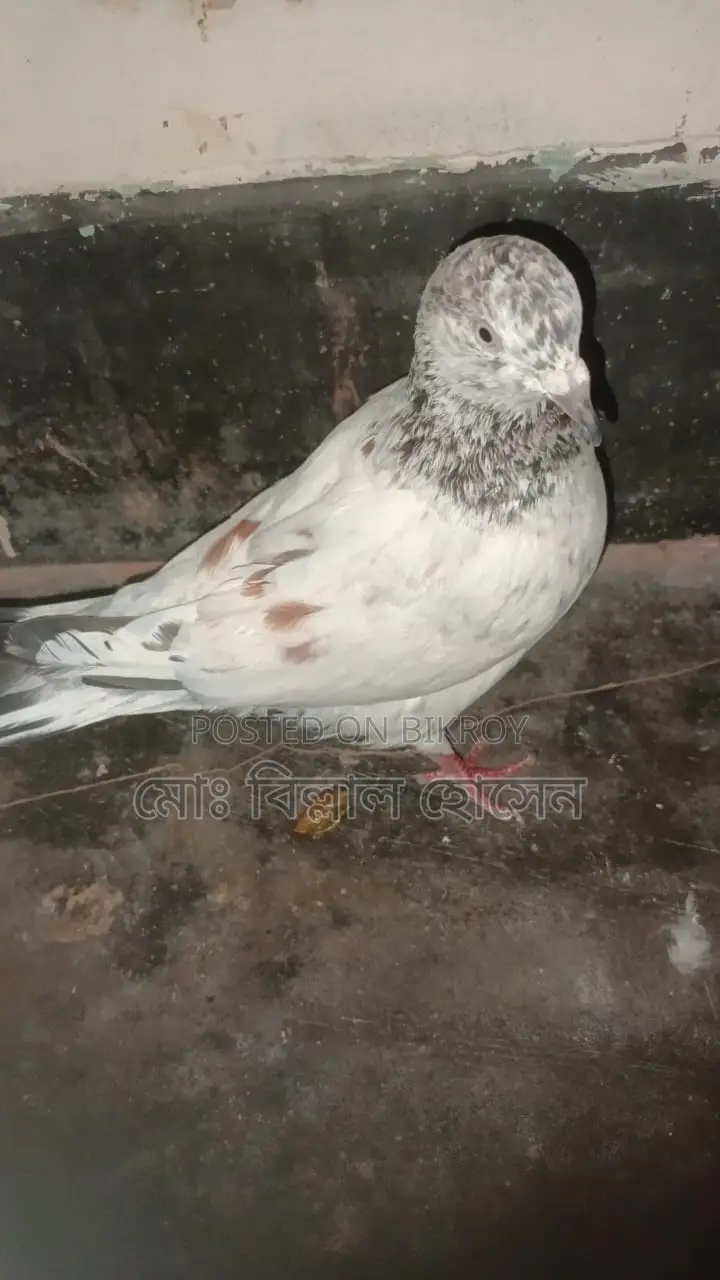 Smart Pigeon Lover
