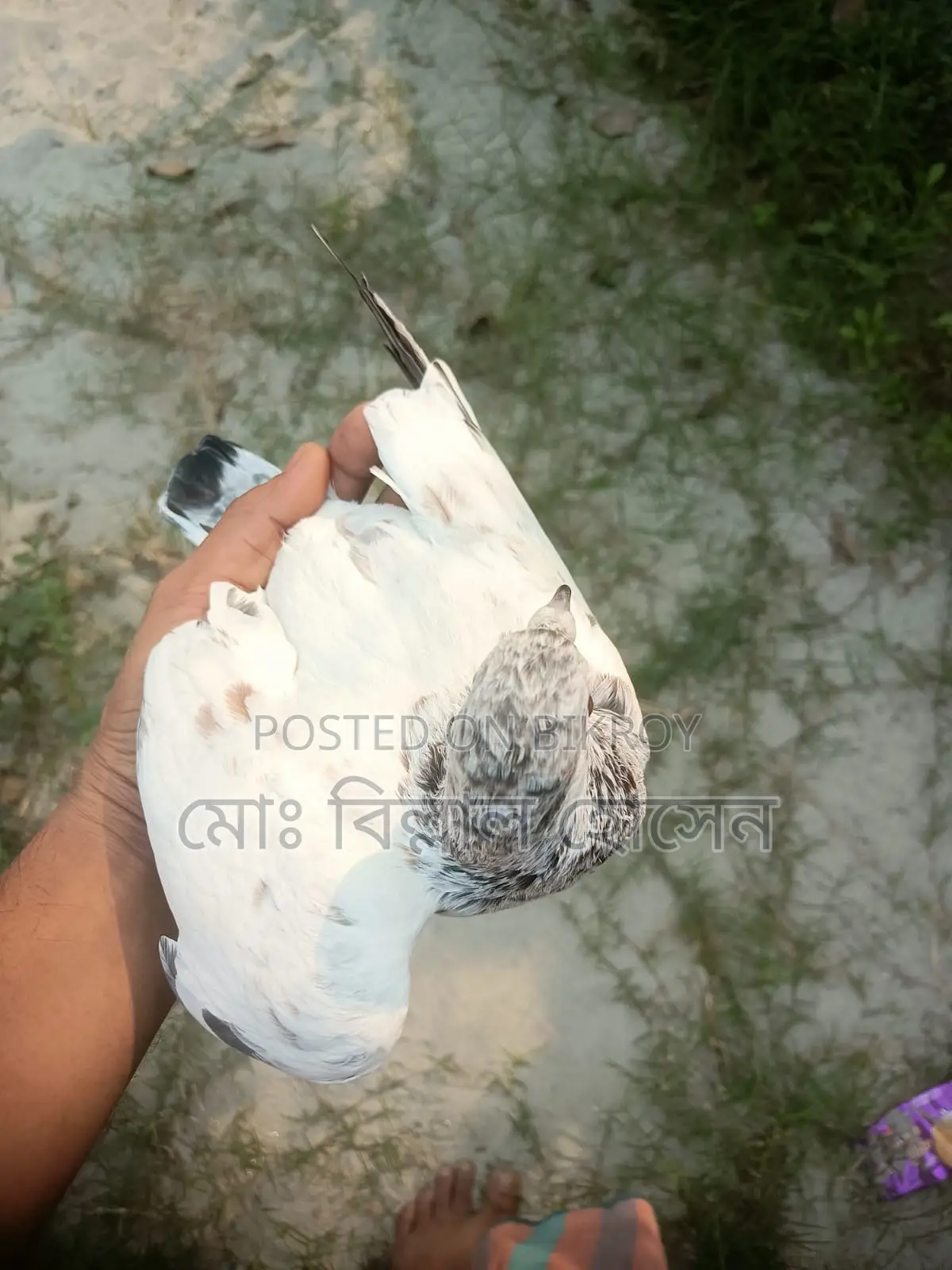 Smart Pigeon Lover