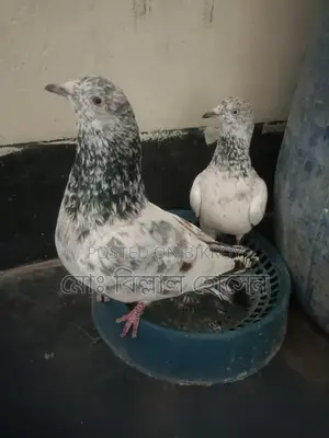 Smart Pigeon Lover