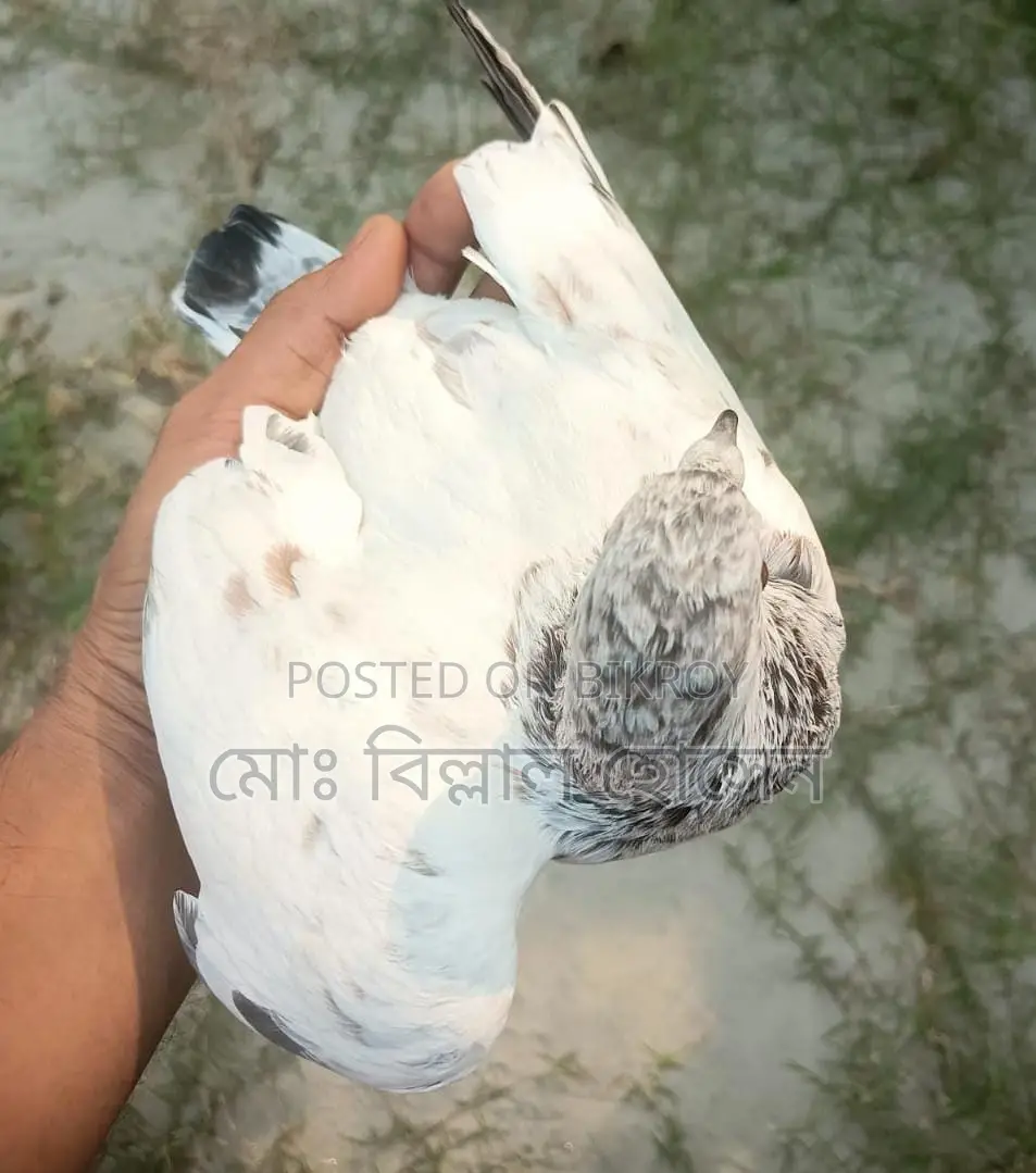 Smart Pigeon Lover