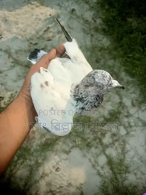 Smart Pigeon Lover