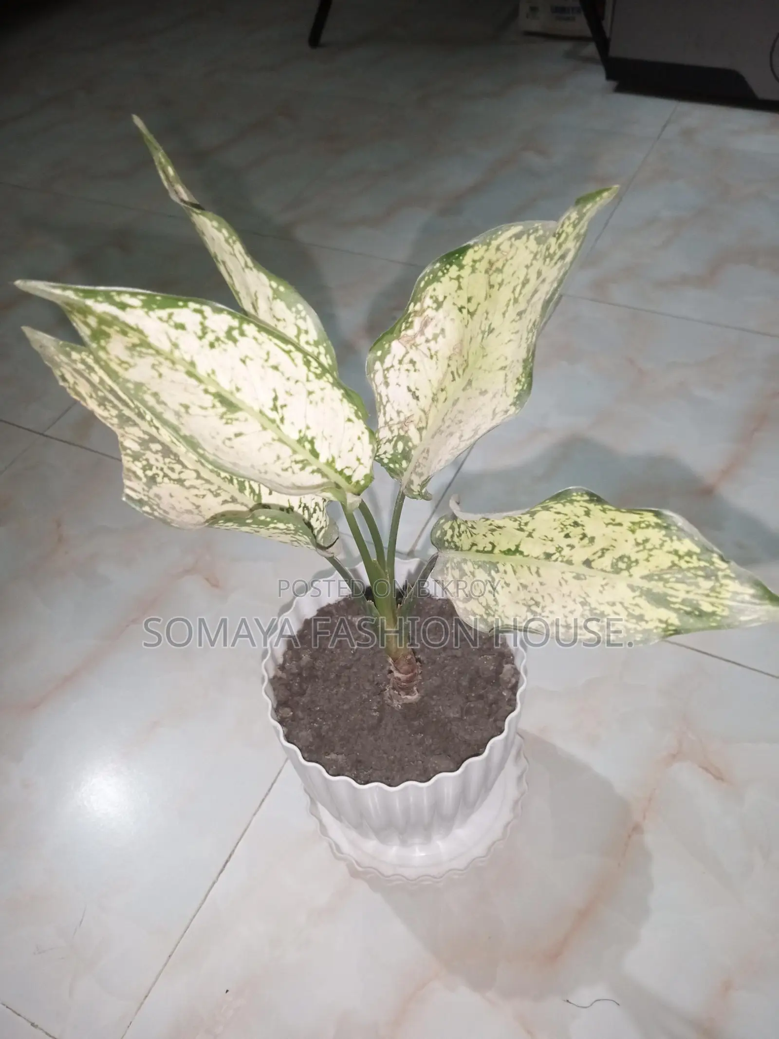 Money Plant for sale, perfect for indoor decor.