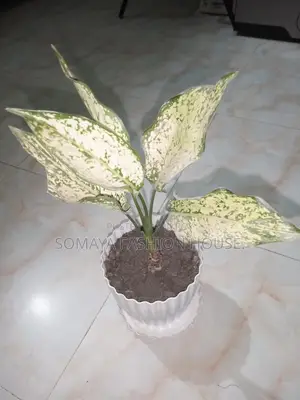 Money Plant for sale, perfect for indoor decor.