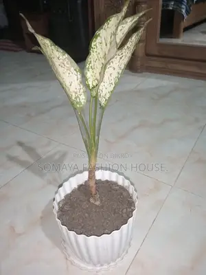 Money Plant for sale, perfect for indoor decor.