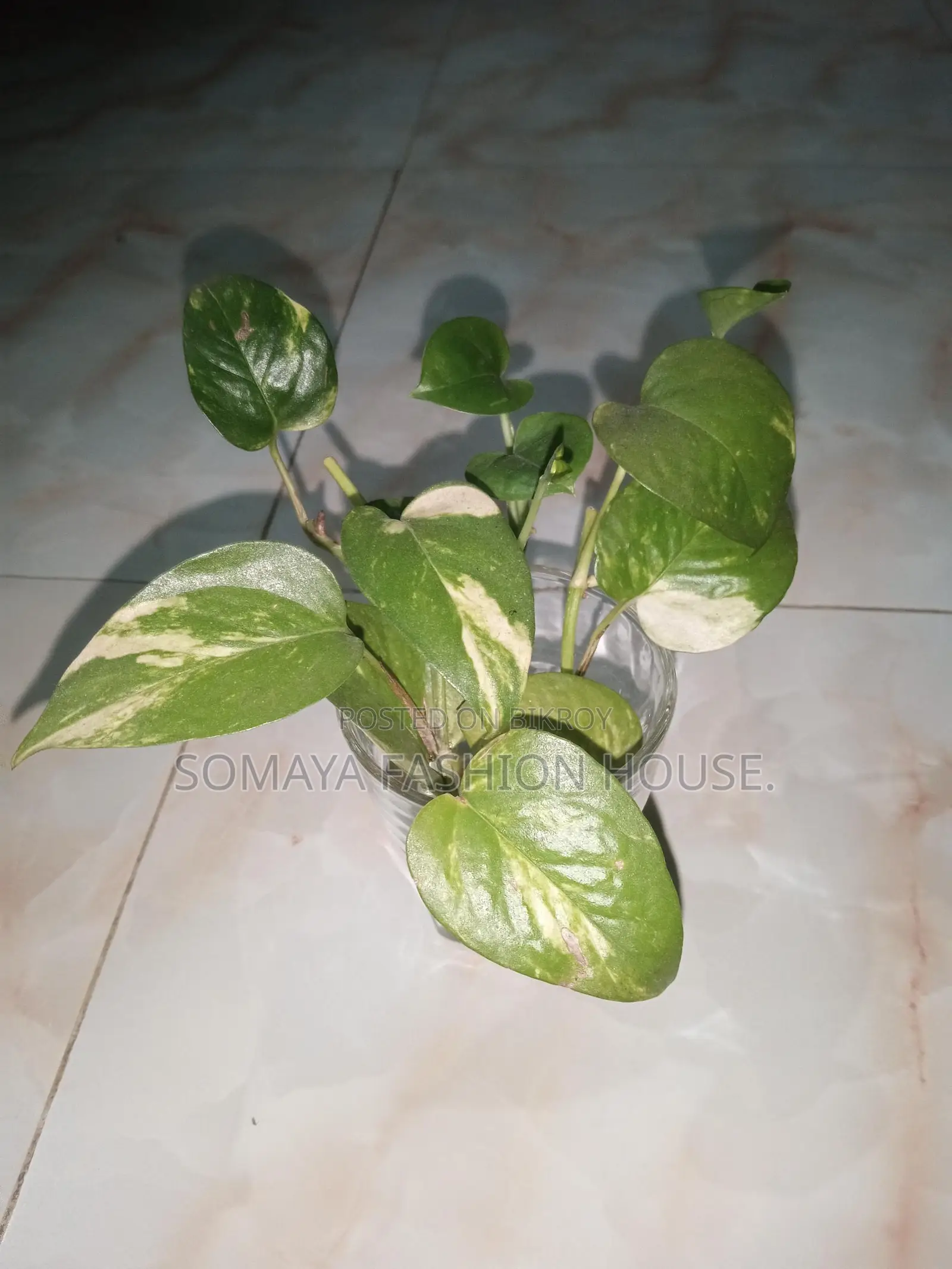 Money Plant for sale, perfect for indoor decor.