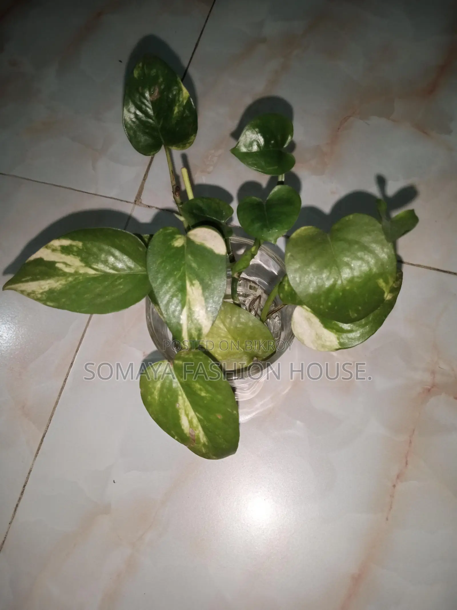 Money Plant for sale, perfect for indoor decor.