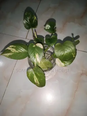 মানিপ্লান্ট গাছ বিক্রয় এই কাজ ঘরের মধ্যেই হয়।