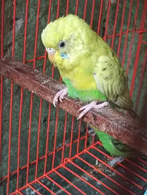 Budgerigar Bird