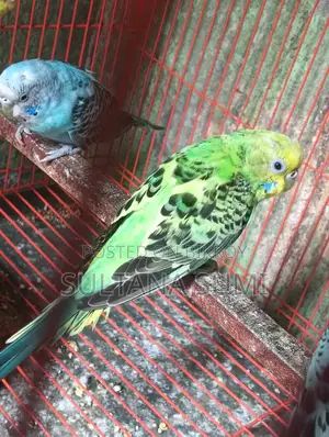 Budgerigar Bird