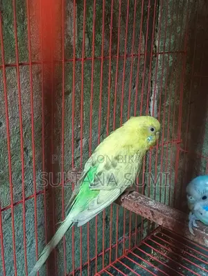 Budgerigar Bird