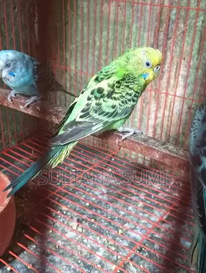 Budgerigar Bird