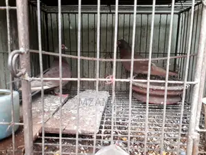 লাল শর্টফেস দুটি নর