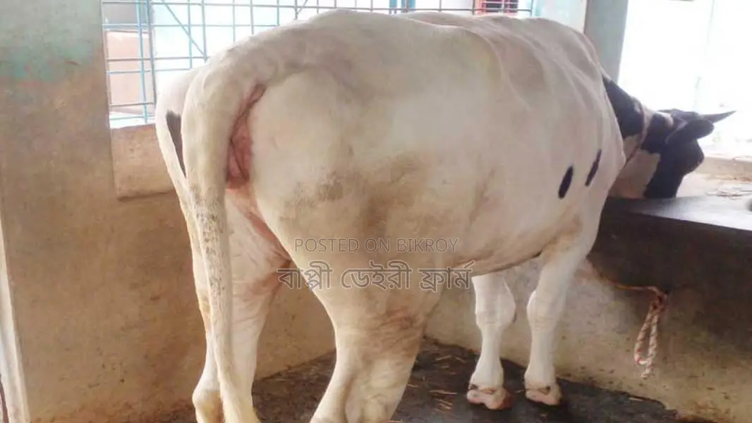 ১০৮৩ নং বকনা কিনুন পোষার জন্য ভালো হবে ।