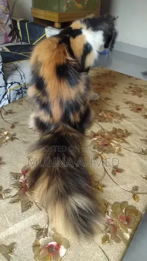 Persian Calico cat