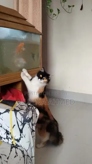 Persian Calico cat