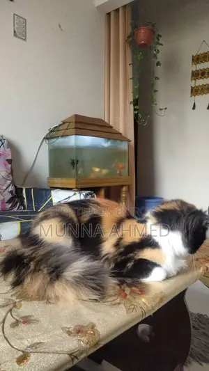 Persian Calico cat