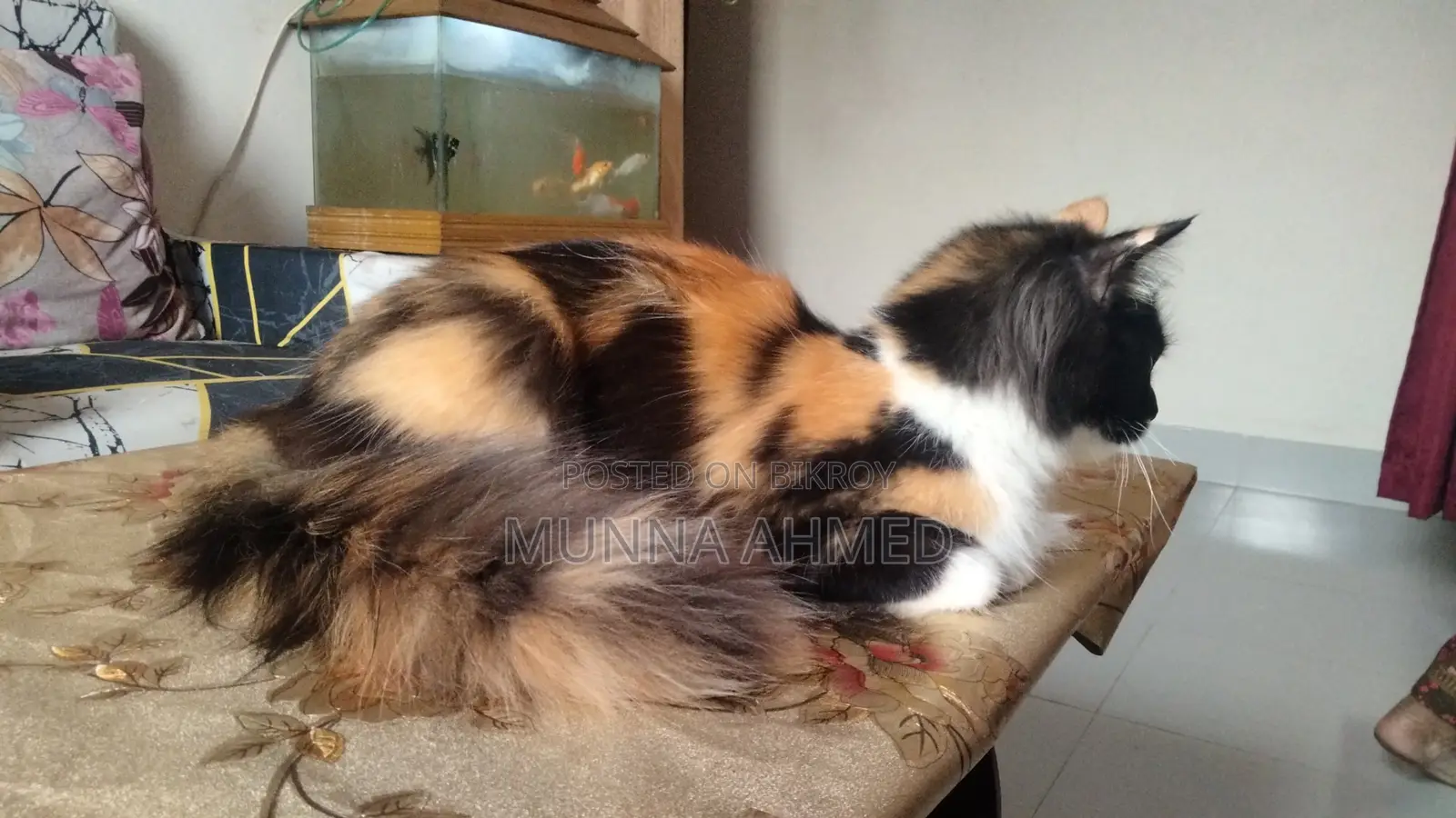 Persian Calico cat