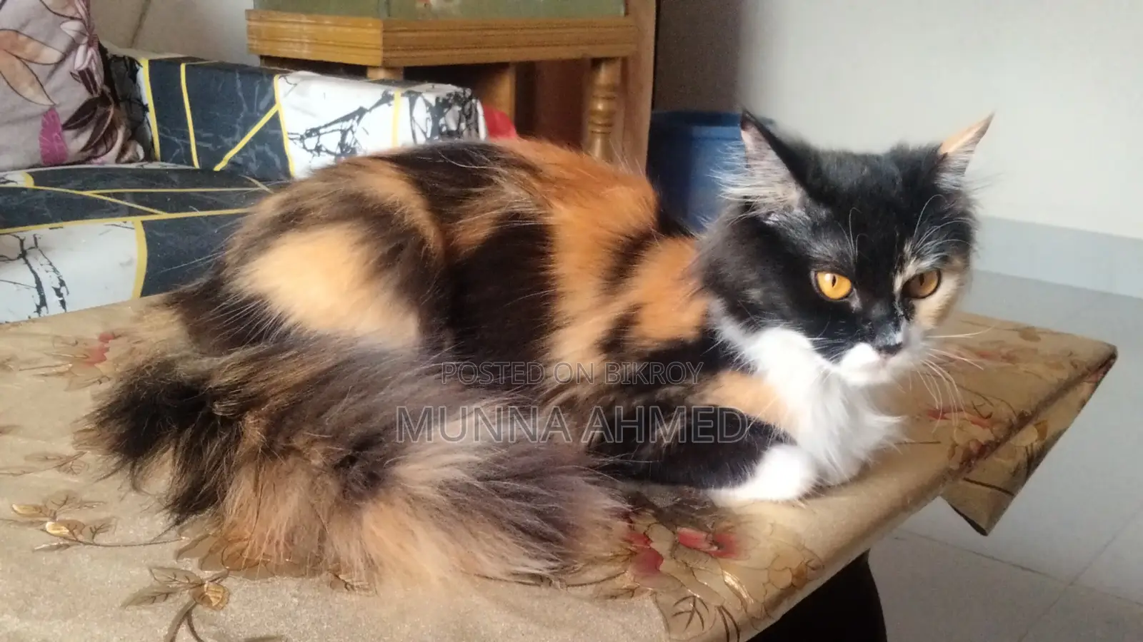 Persian Calico cat